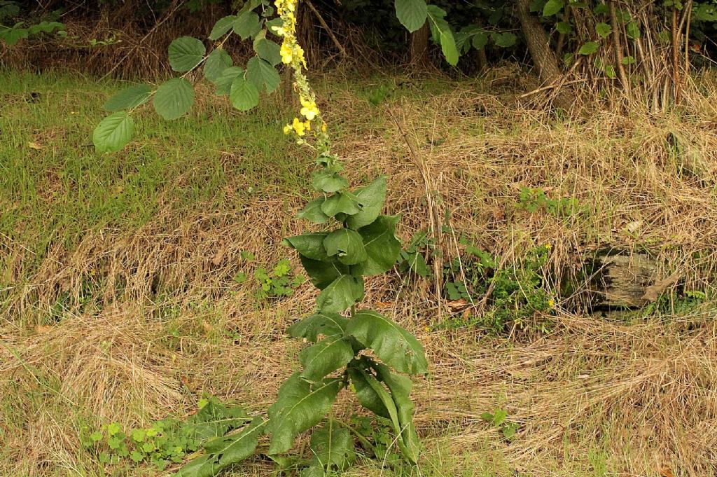 Verbascum phlomoides / Verbasco barbastio